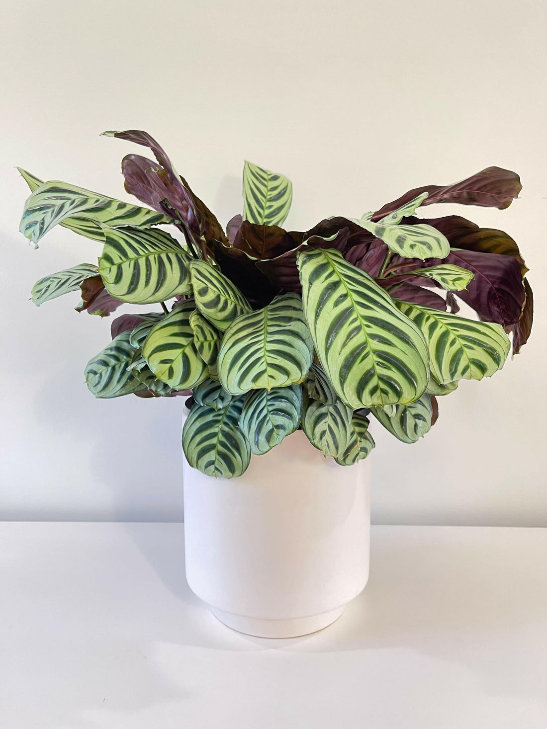 Ctenanthe Burle-Marxii 200mm.