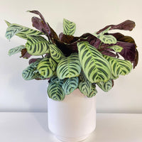 Ctenanthe Burle-Marxii 200mm.