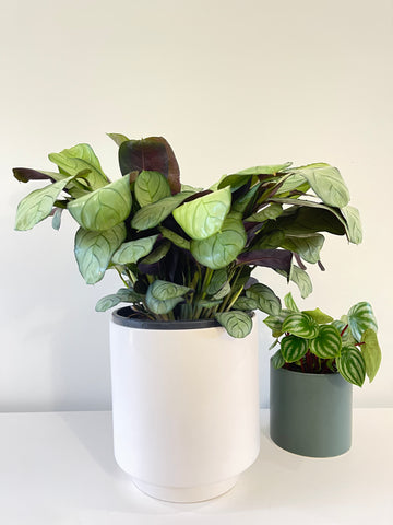 Ctenanthe Amagris
