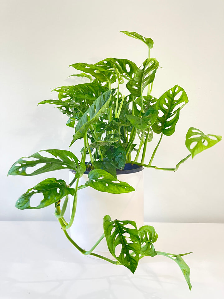 Monstera Monkey Mask.