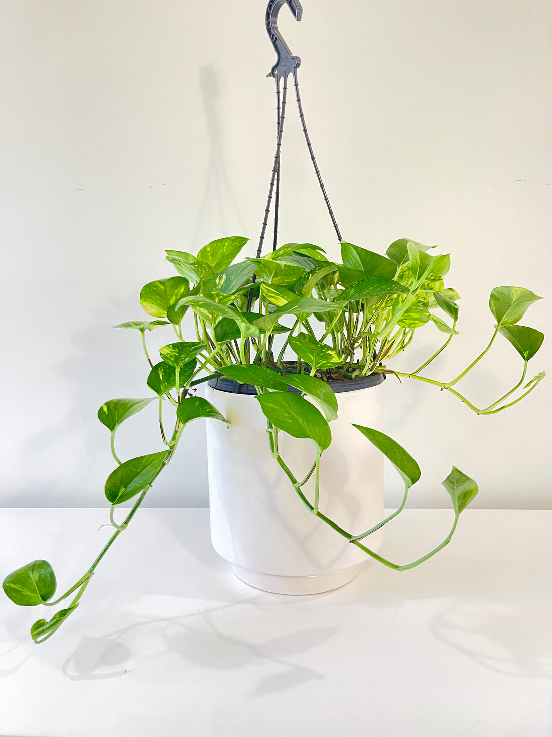 Golden Pothos Devil’s Ivy (Hanging Basket)