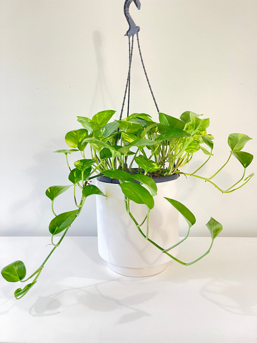Golden Pothos Devil’s Ivy (Hanging Basket)