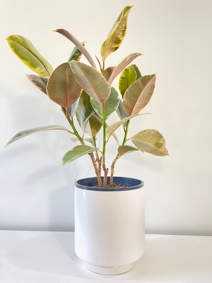 Ruby Ficus Elastica Rubber Plant 200mm.