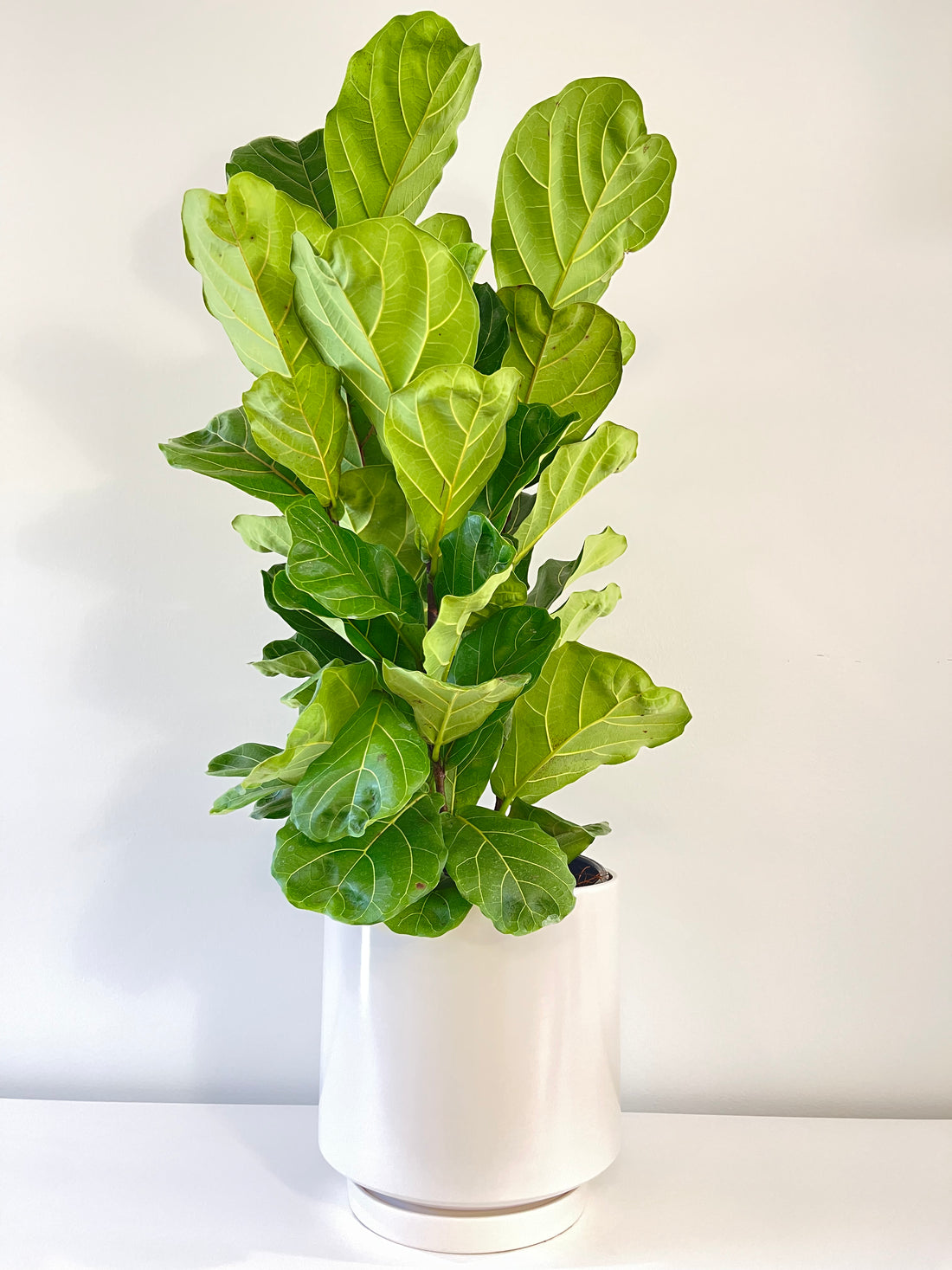 Fiddle Leaf Fig.