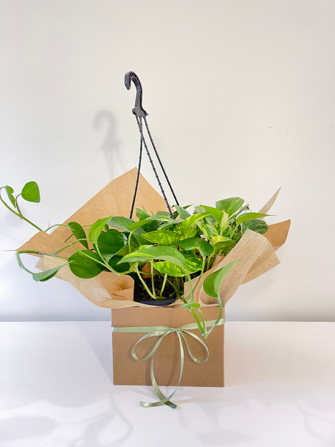 Golden Pothos Devil’s Ivy (Hanging Basket)