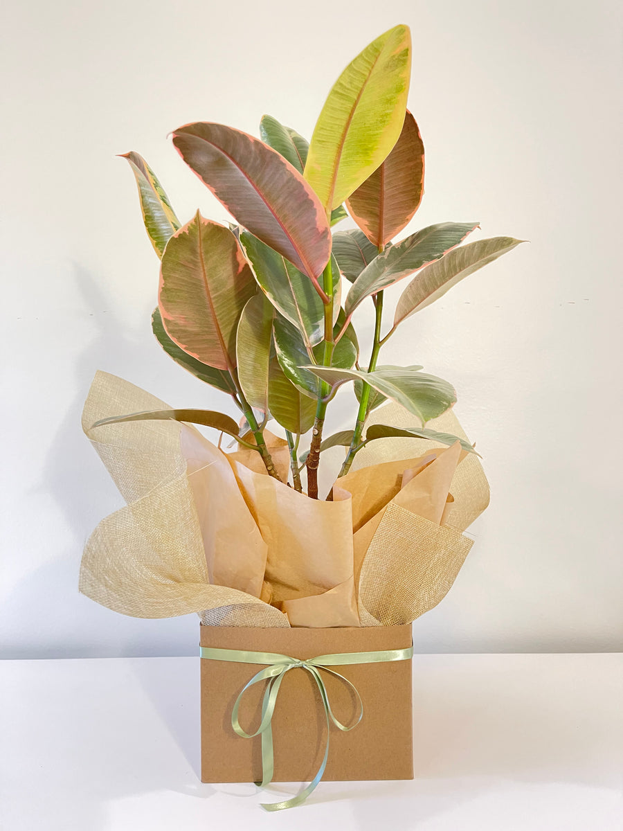 Ruby Ficus Elastica Rubber Plant 200mm.