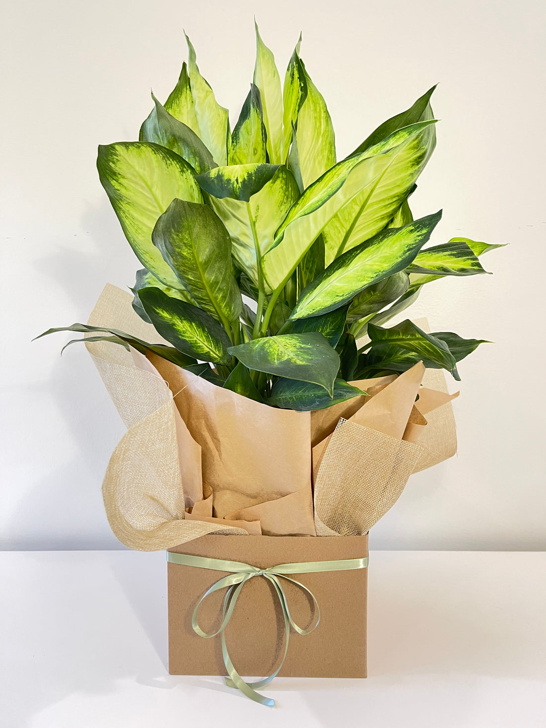 Dieffenbachia Dumb Cane 200mm