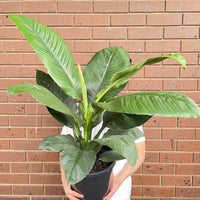 Peace Lily Sensation.