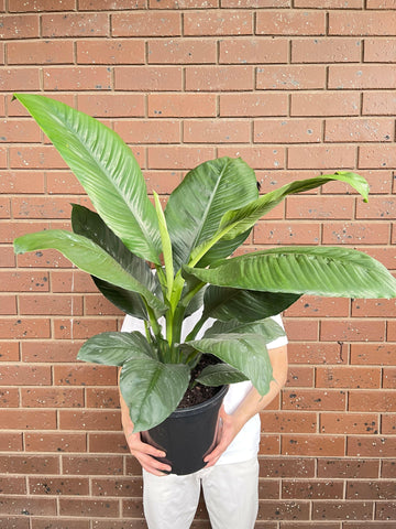 Peace Lily Sensation