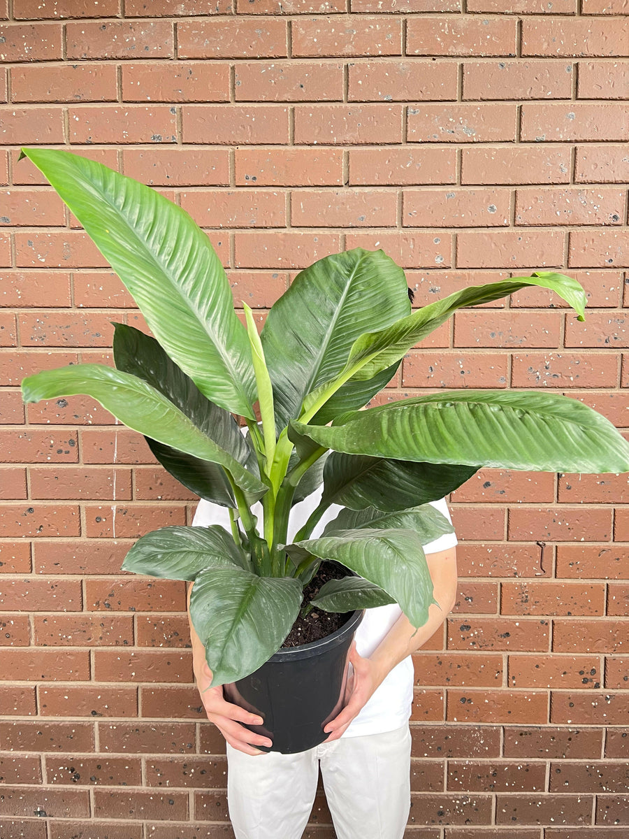 Peace Lily Sensation.
