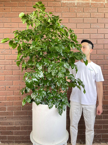 Radermachera Sinica China Doll Plant