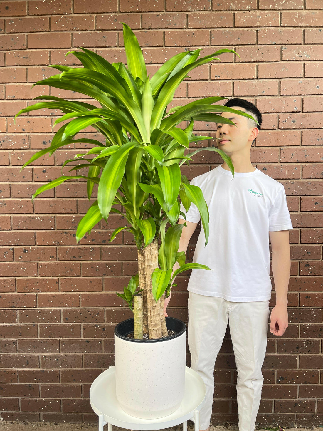Happy Plant