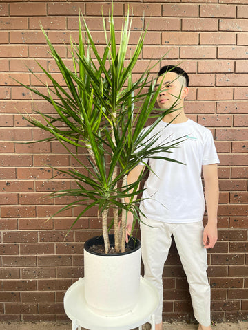 Dragon Tree Dracaena marginata 250mm