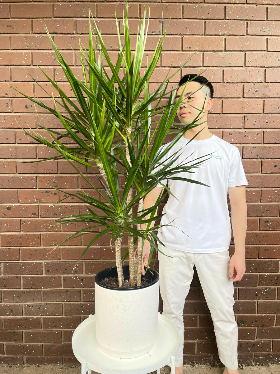 Dragon Tree Dracaena marginata 250mm.