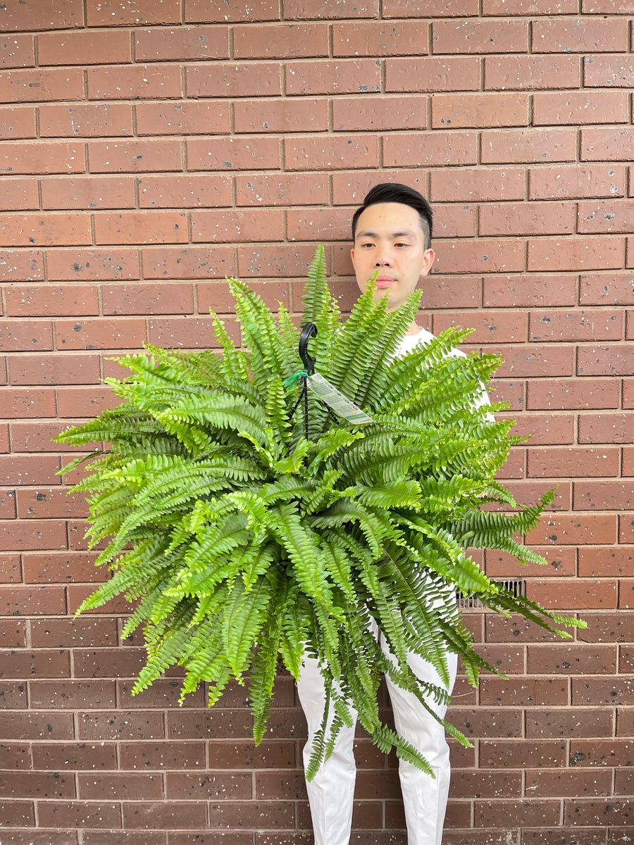 Boston Fern Nephrolepis Exaltata.
