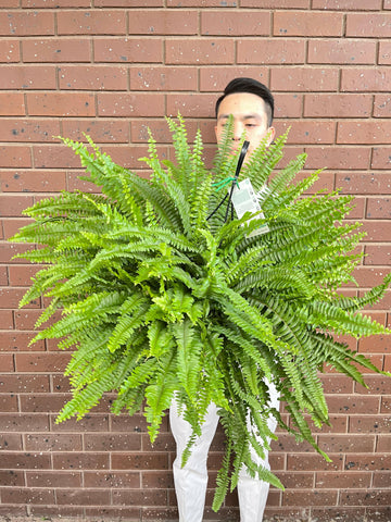 Boston Fern Nephrolepis Exaltata