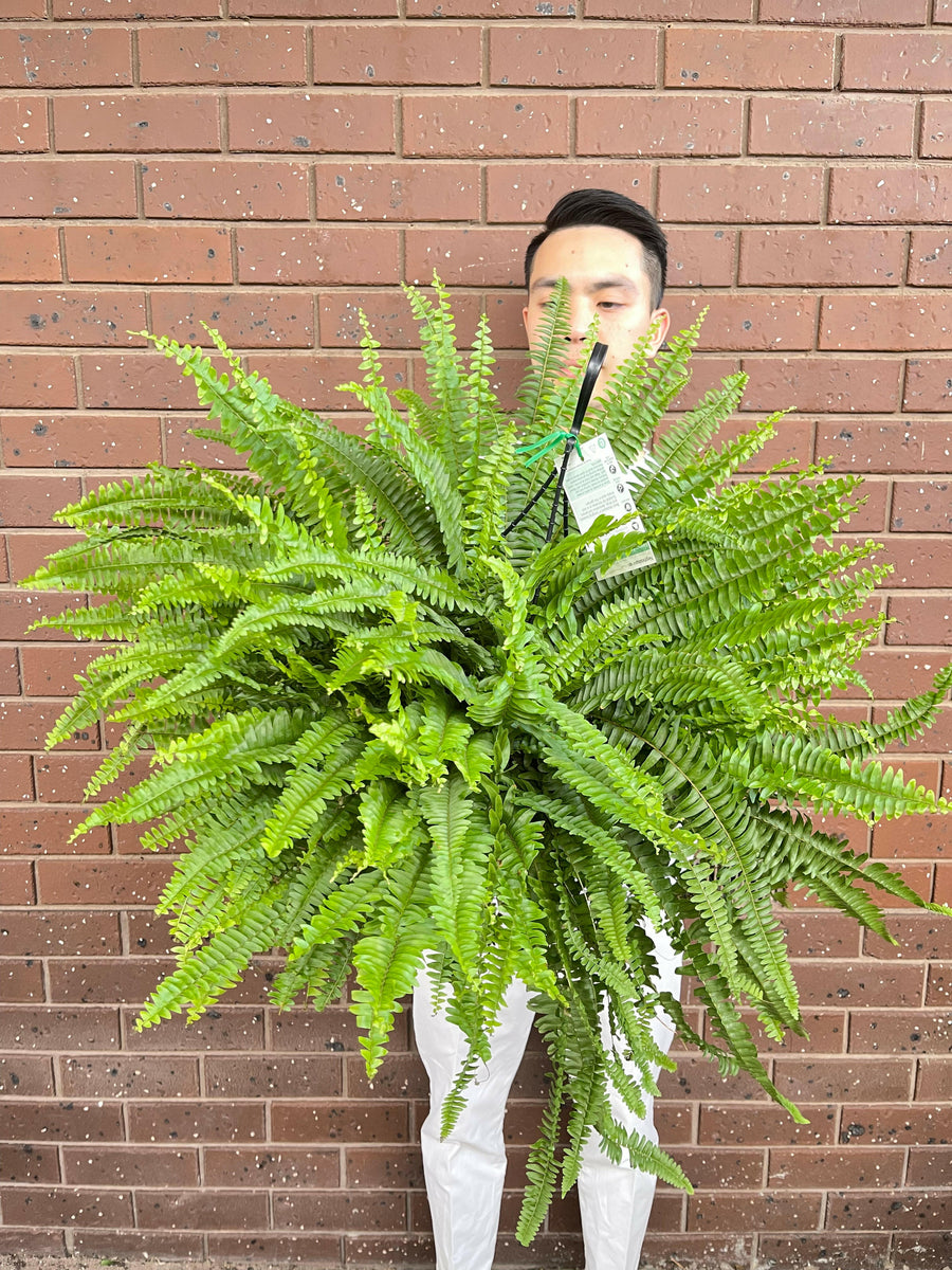 Boston Fern Nephrolepis Exaltata.