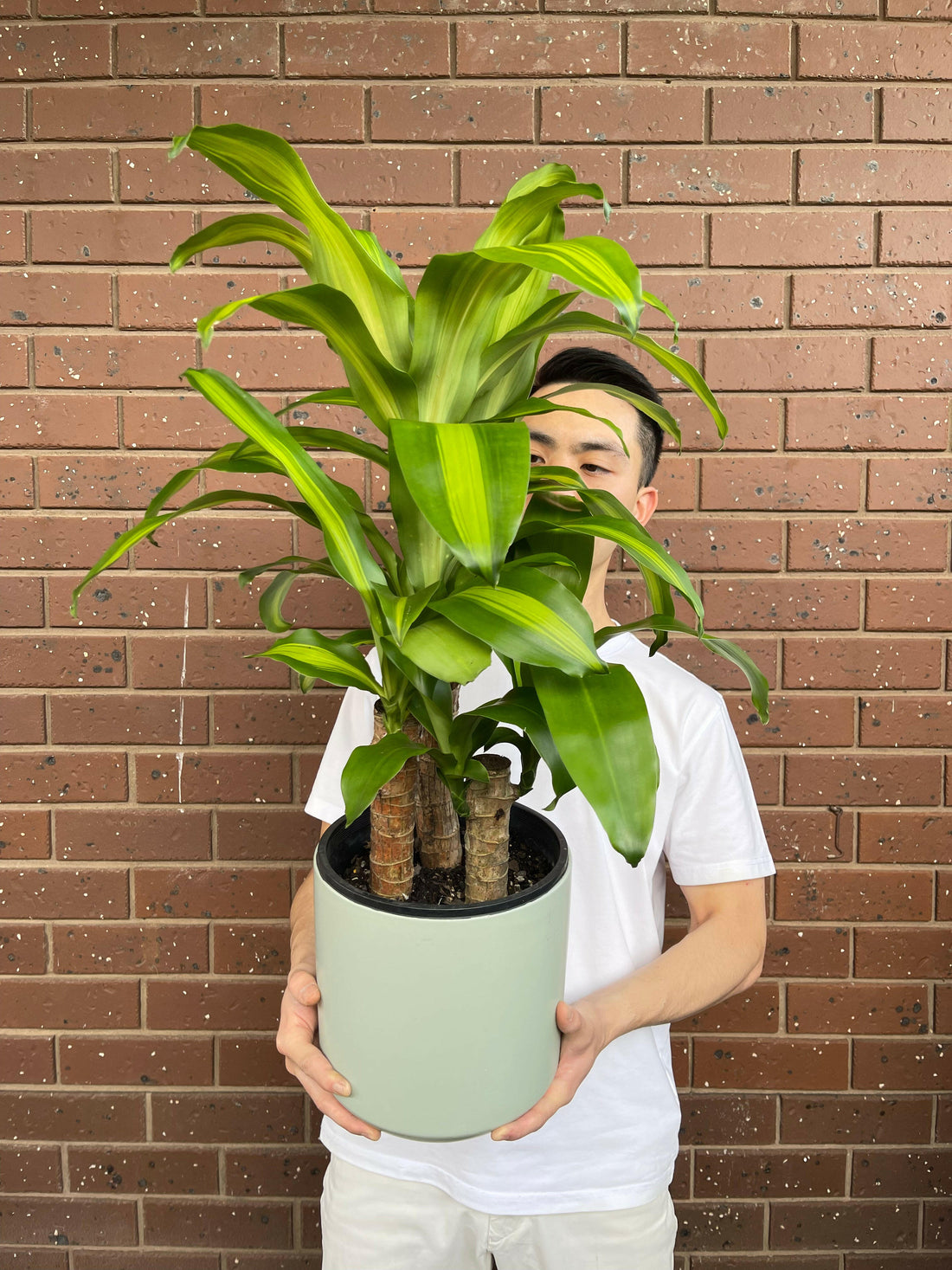 Happy Plant
