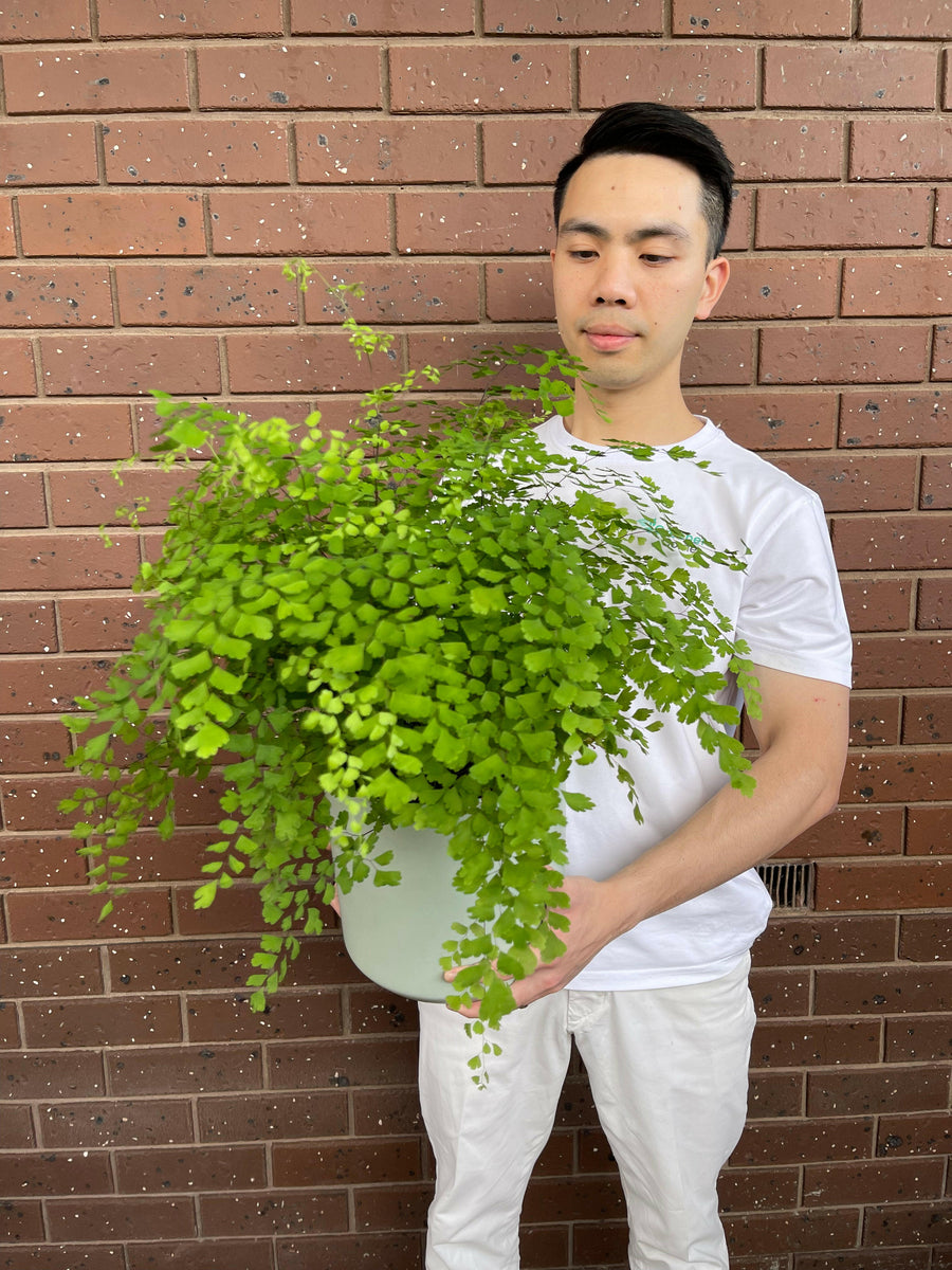 Maiden Hair Fern.