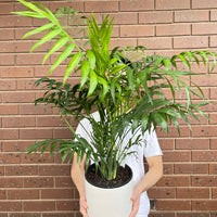 Parlour Palm Chamaedorea Elegans.
