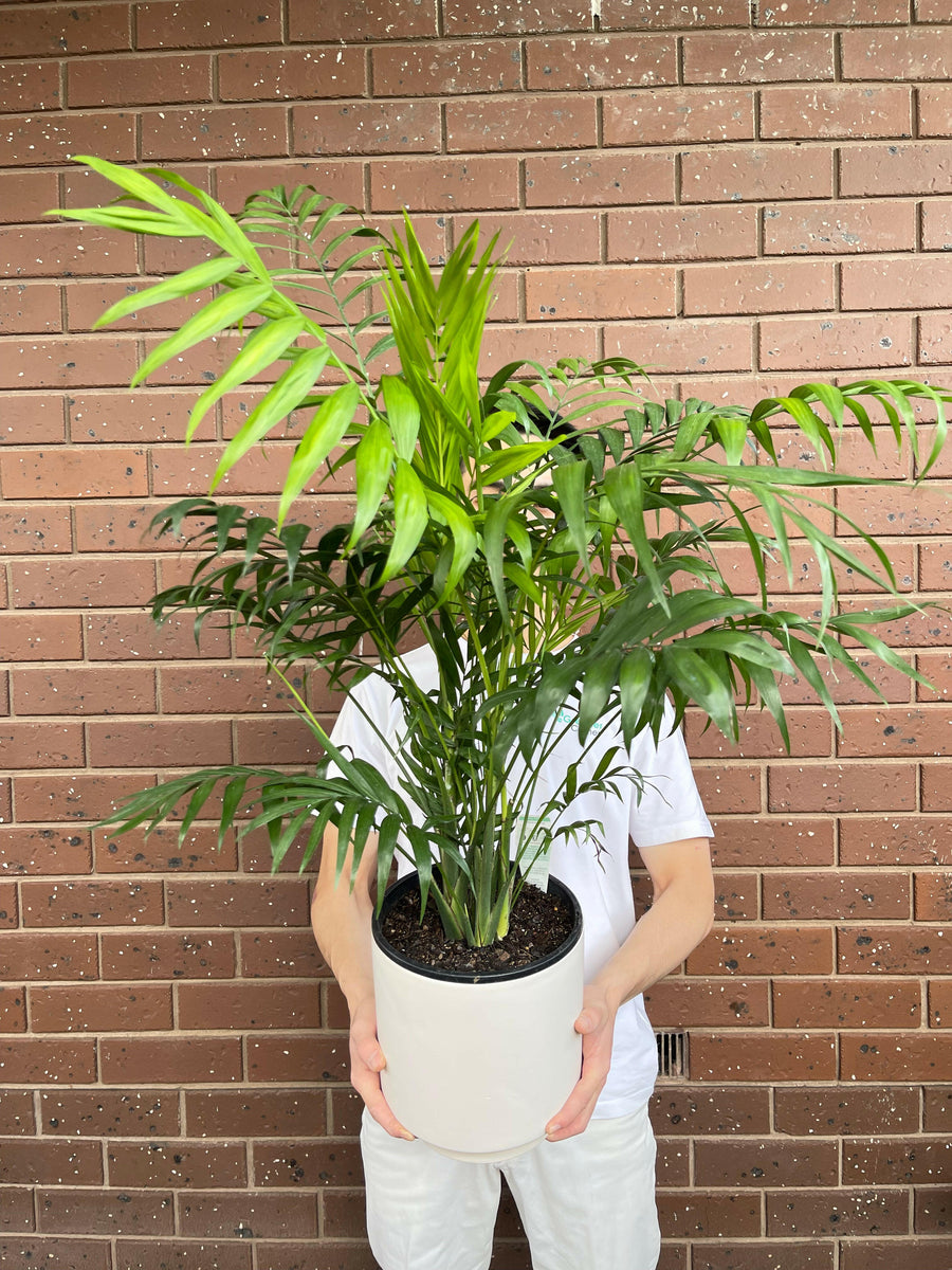 Parlour Palm Chamaedorea Elegans.