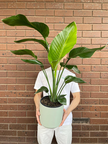Giant Bird of Paradise Strelitzia Nicolai (200mm)