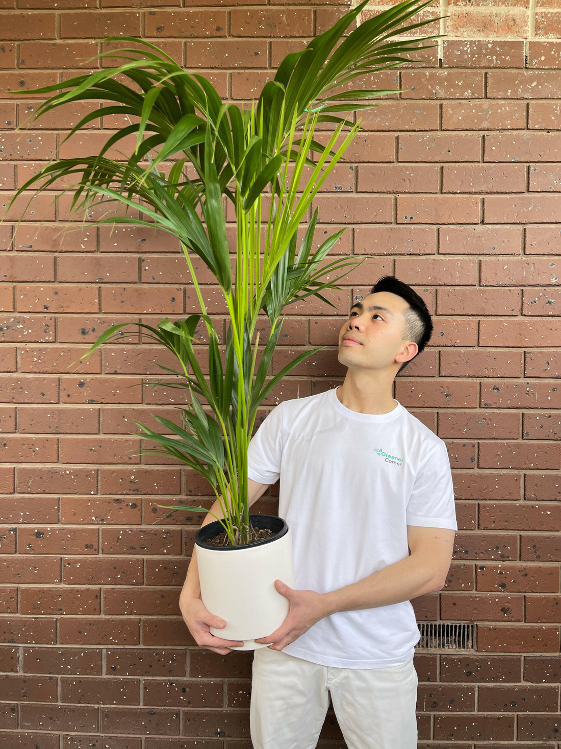 Kentia Palm Howea Forsteriana.
