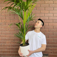 Kentia Palm Howea Forsteriana.