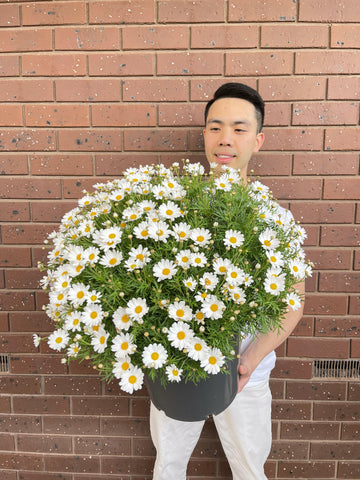 Potted White Daisy