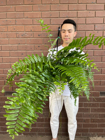 Macho Fern (Hanging Basket)