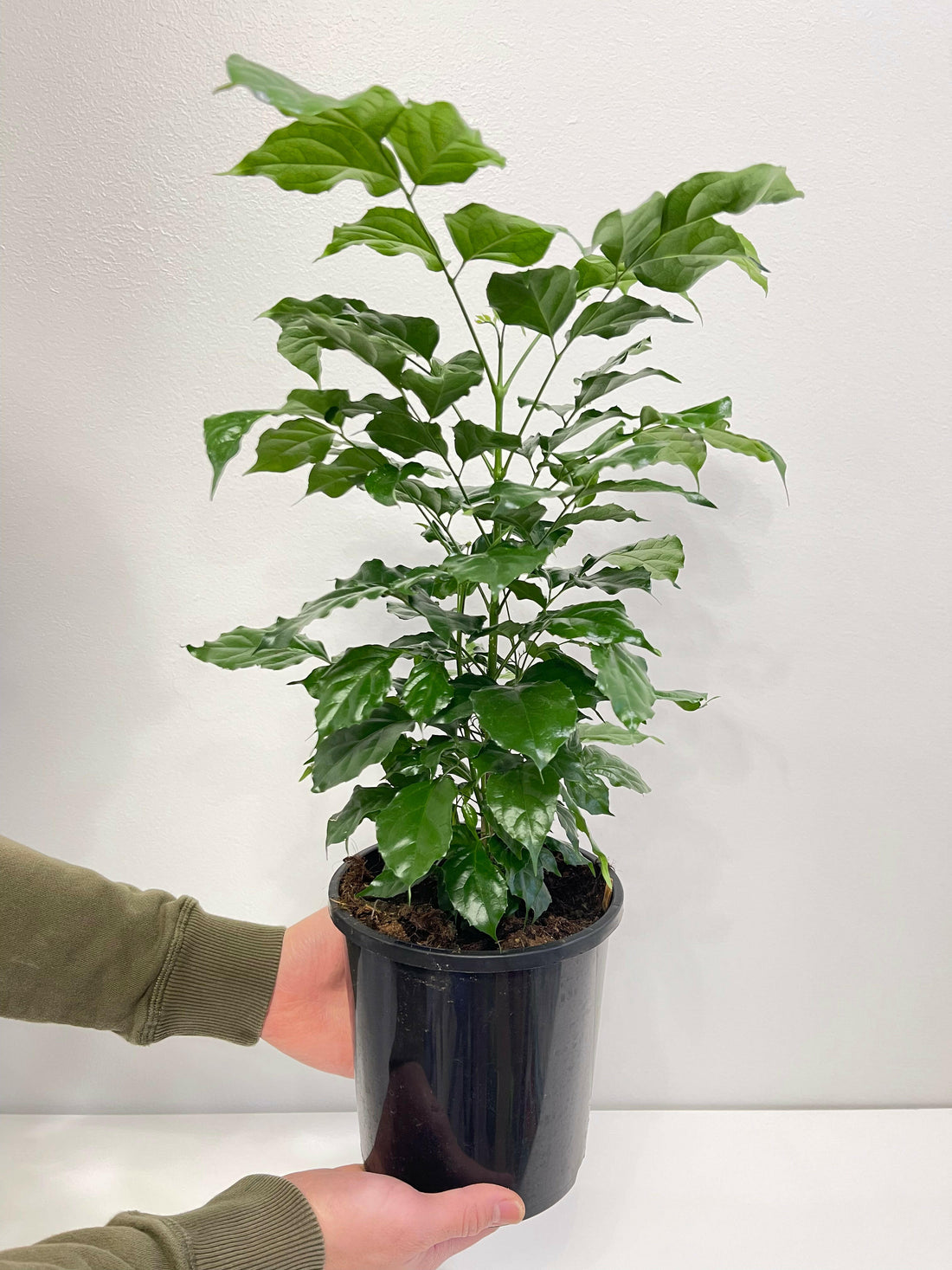 Radermachera Sinica China Doll Plant