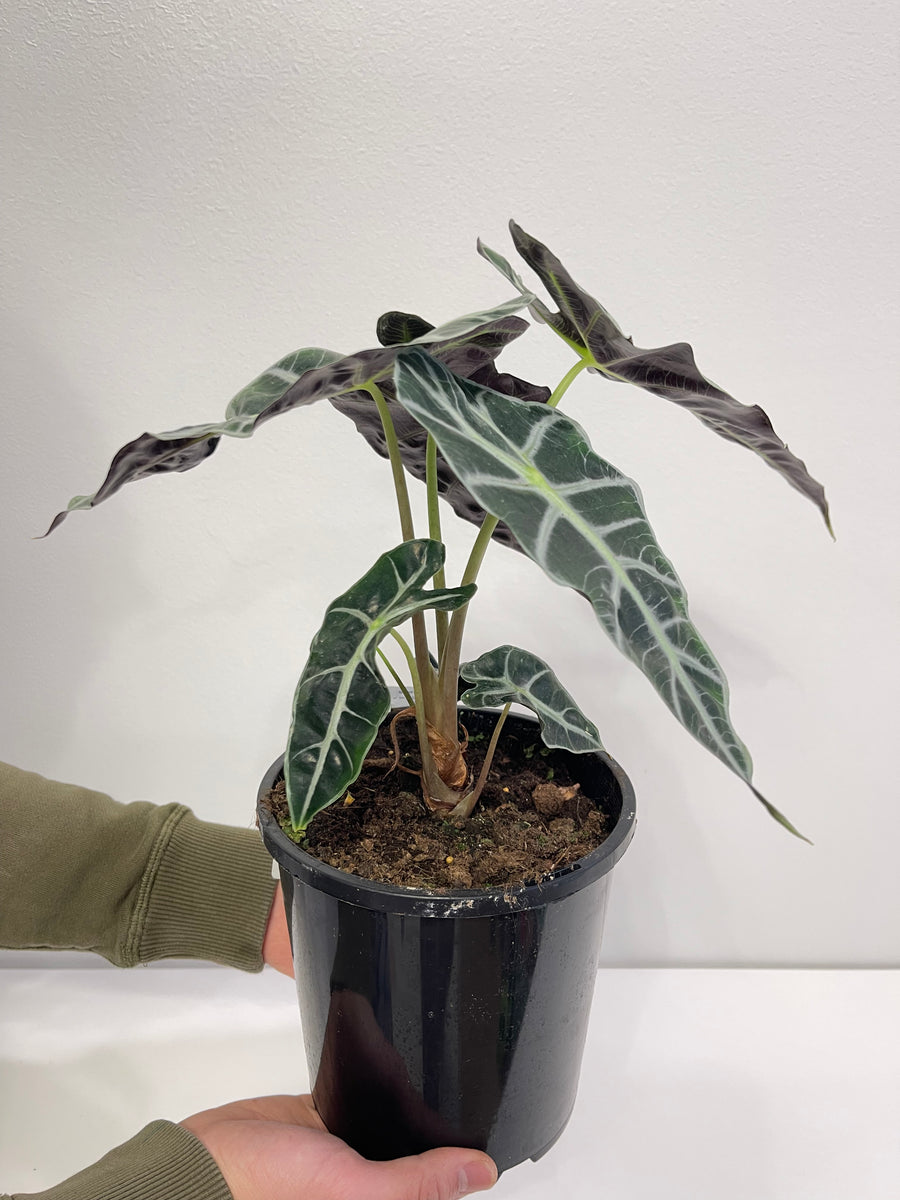 Alocasia African Mask (Amazonica) 170mm