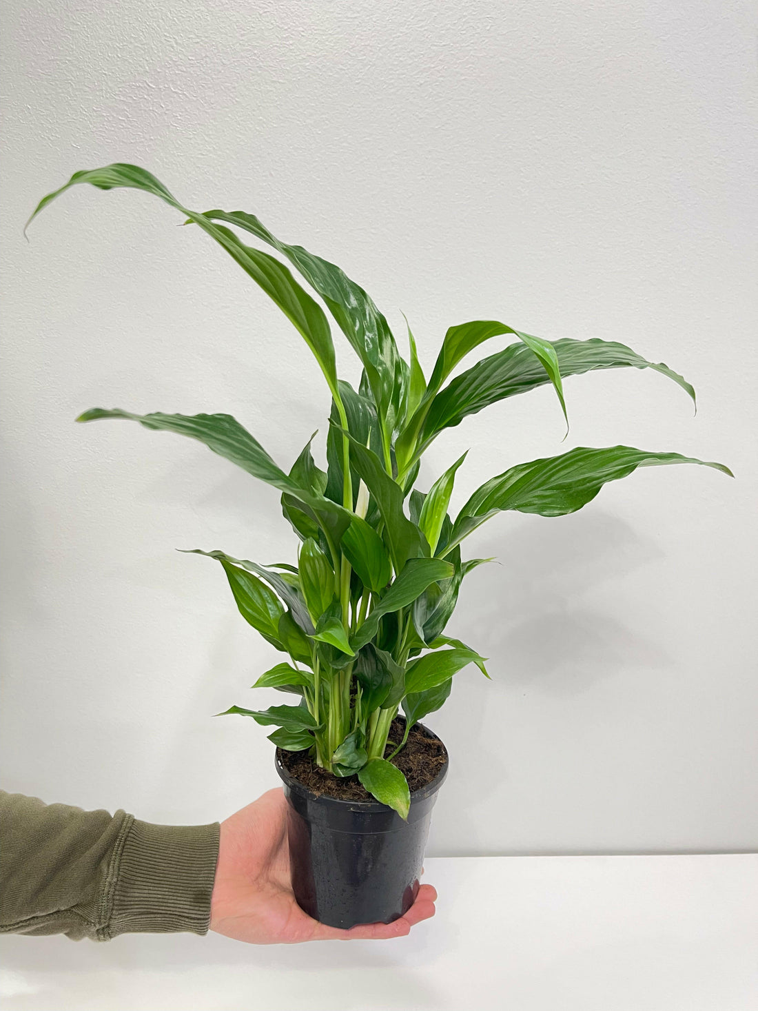 Spathiphyllum Peace Lily