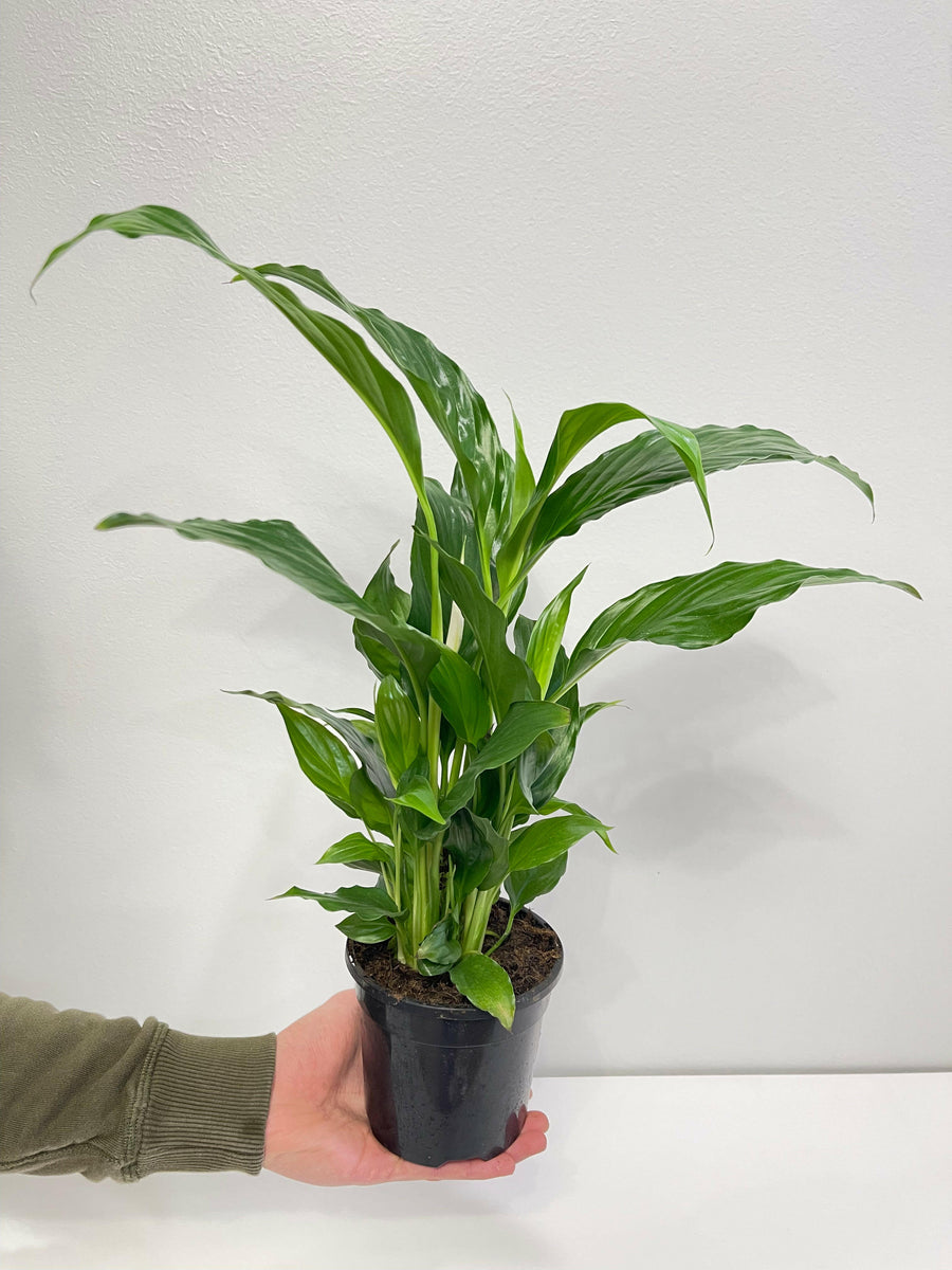 Spathiphyllum Peace Lily