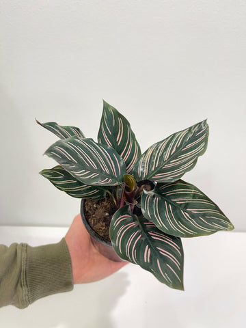 Calathea Ornata ‘Pinstripe’ 130mm