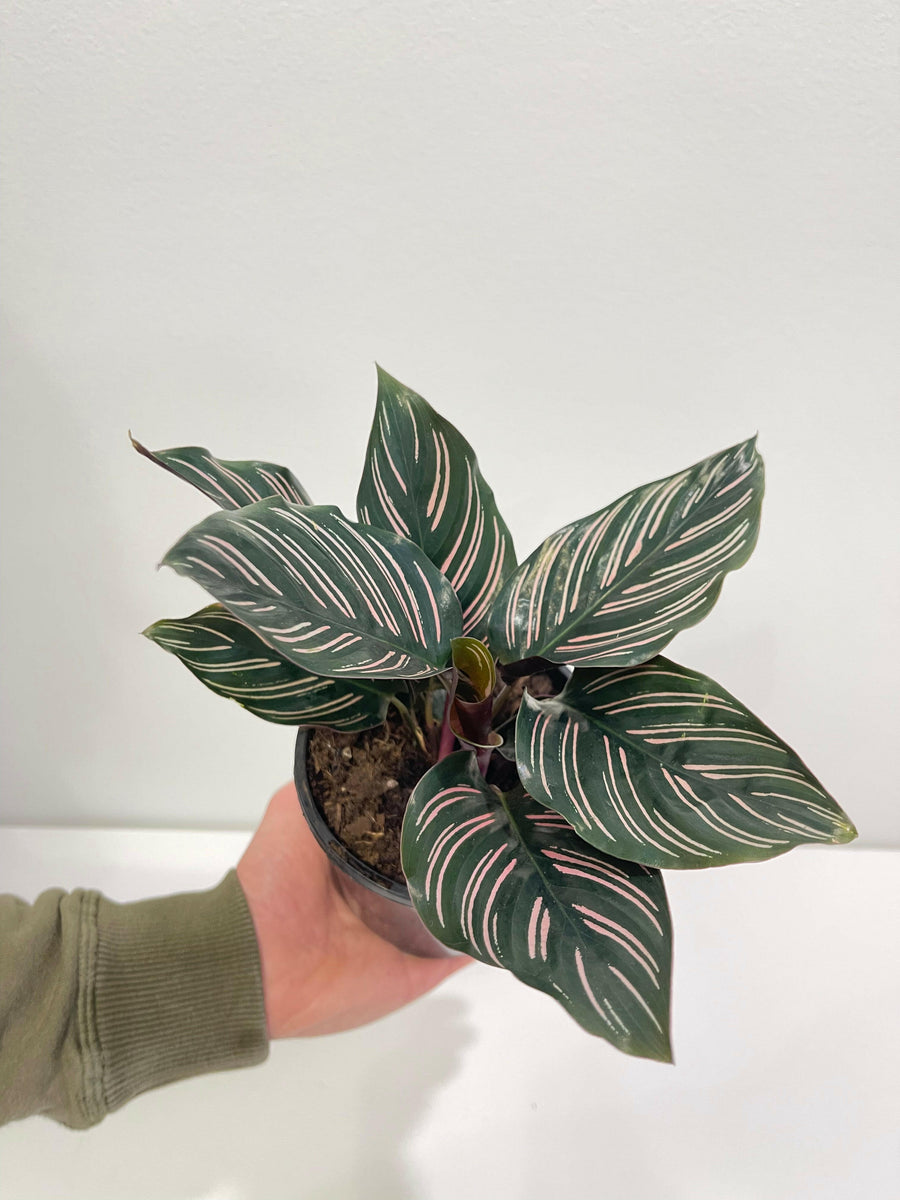 Calathea Ornata ‘Pinstripe’ 130mm