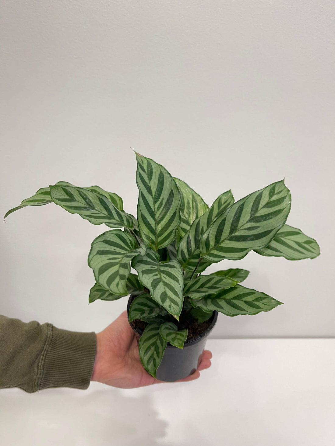 Calathea Freddy 130mm.