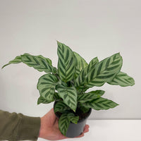 Calathea Freddy 130mm.