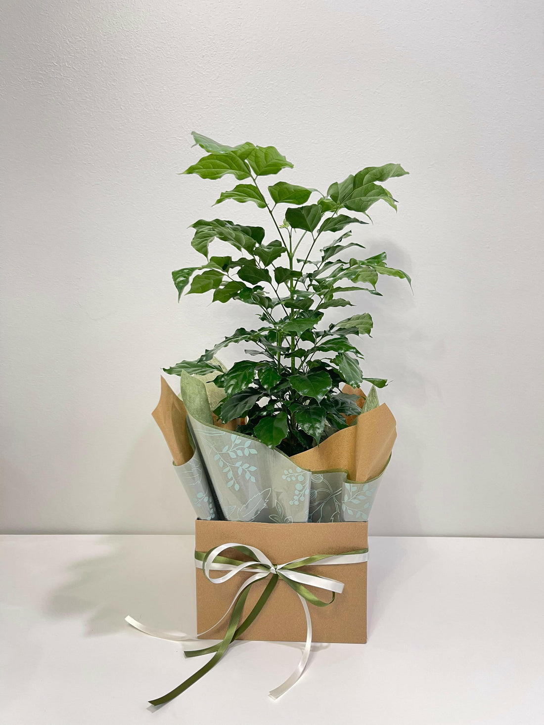 Radermachera Sinica China Doll Plant