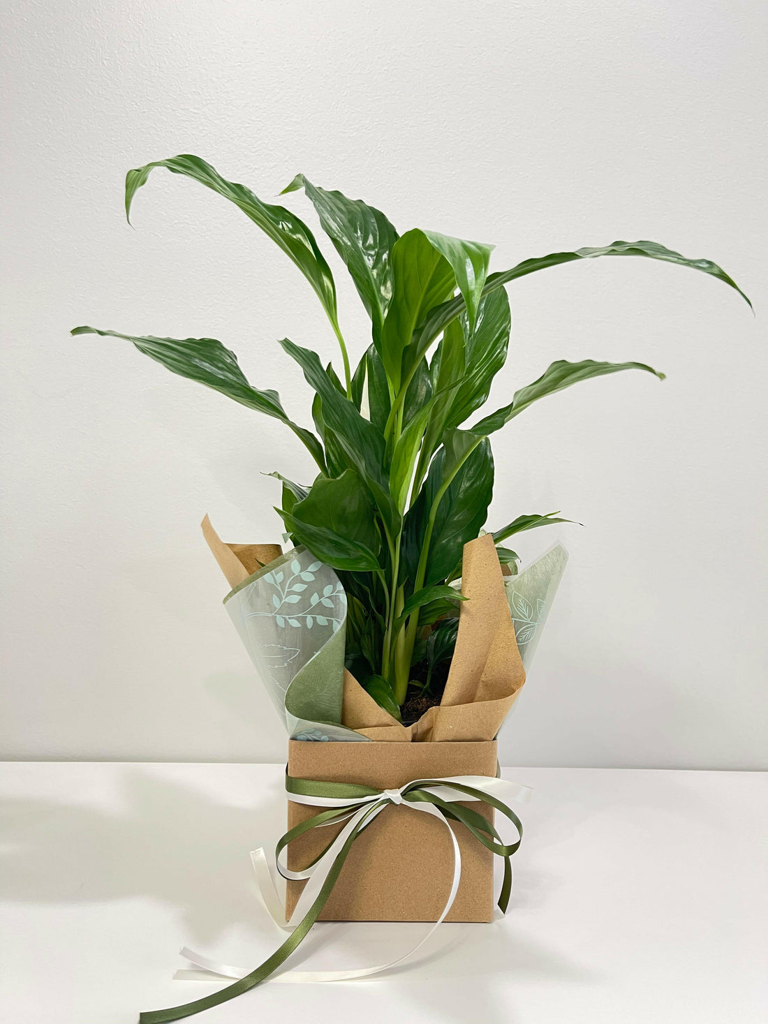 Spathiphyllum Peace Lily