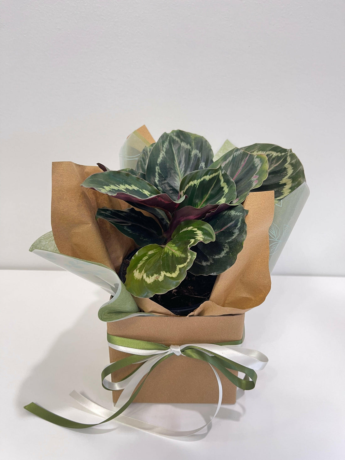 Calathea Roseopicta