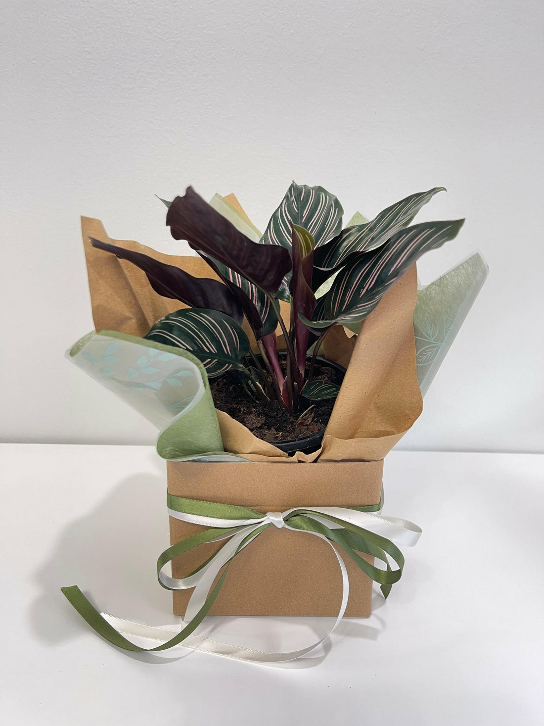 Calathea Ornata ‘Pinstripe’ 130mm