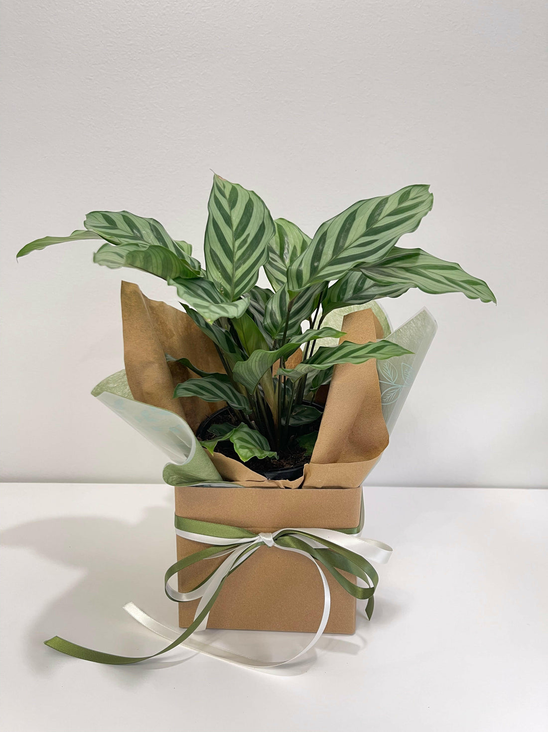 Calathea Freddy 130mm.