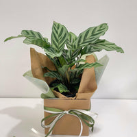 Calathea Freddy 130mm.