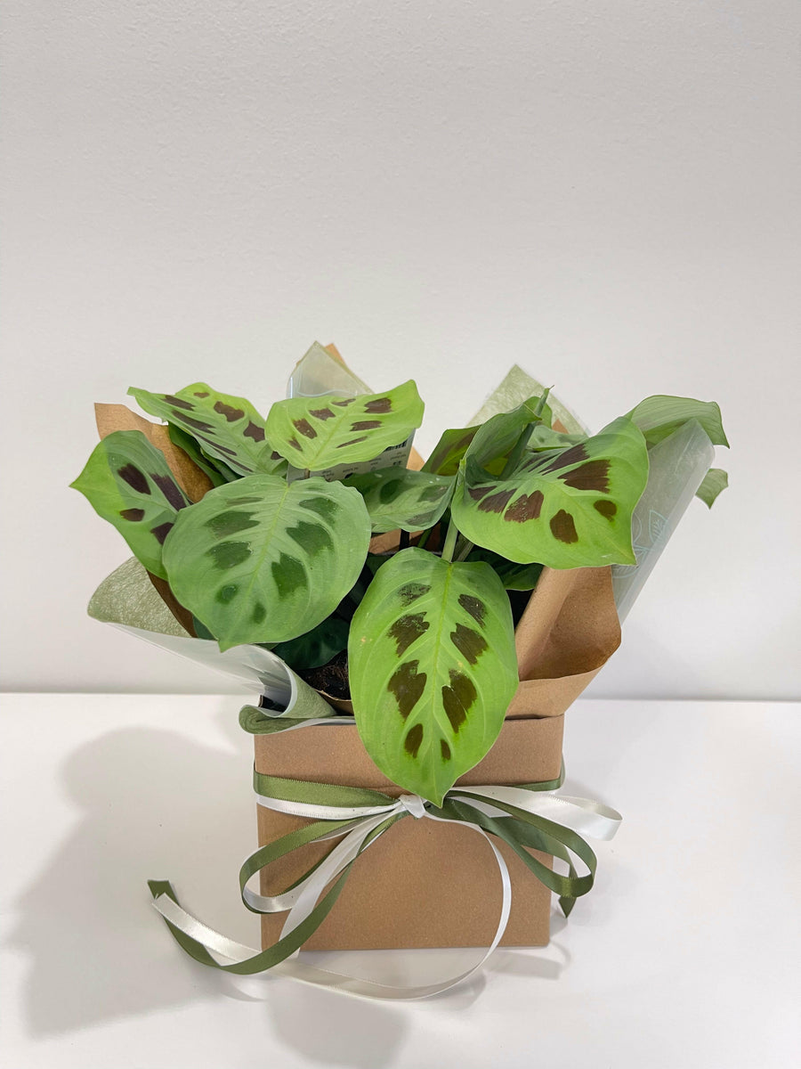 Maranta Green Prayer Plant 130mm
