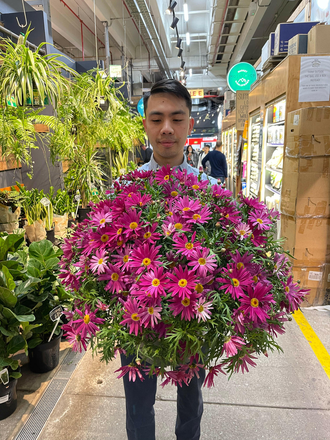Potted Sublime Pink Daisy