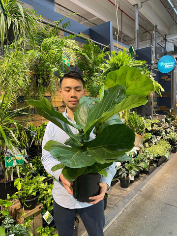 Fiddle Leaf Fig