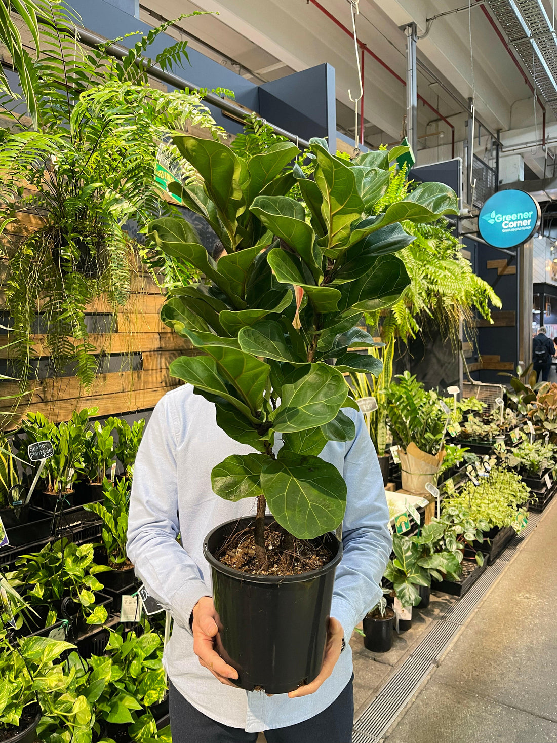Bambino Fiddle Leaf Fig.