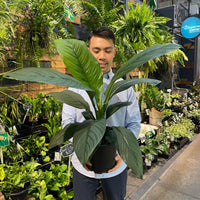 Peace Lily Sensation.