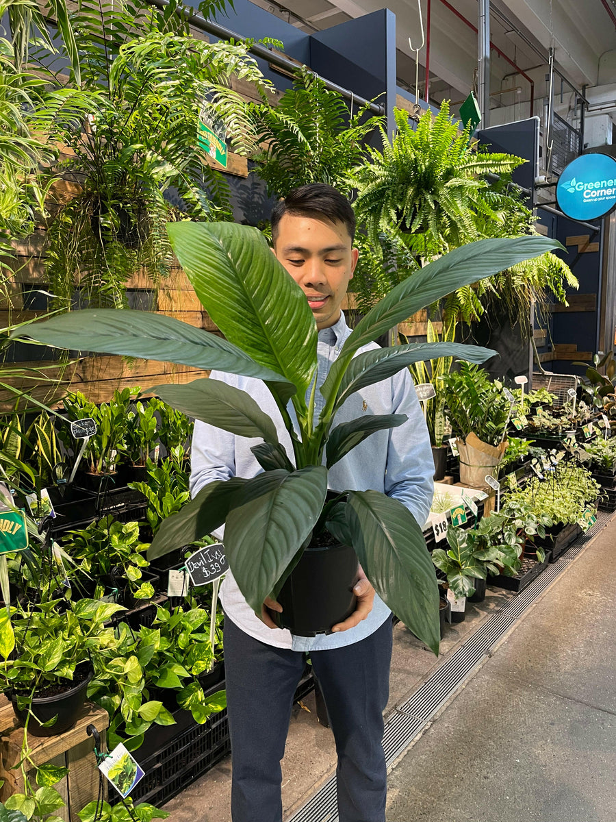 Peace Lily Sensation.